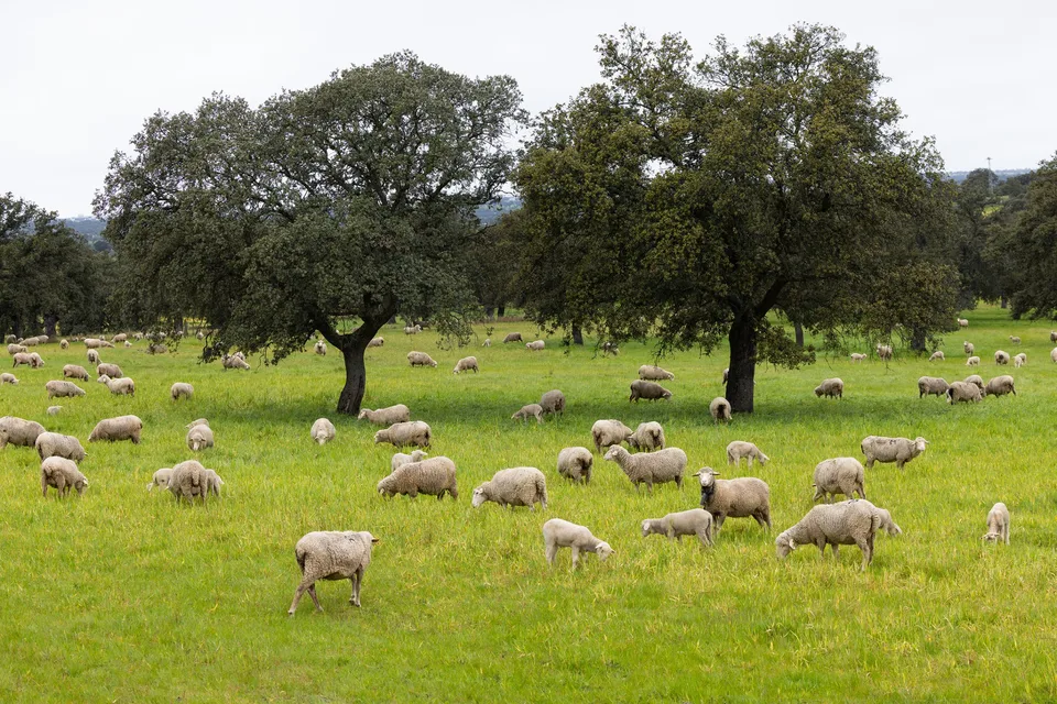 Rebaño de ovejas pastando bajo las encinas de una dehesa de Los Pedroches, ganadería extensiva que mantiene los espacios abiertos