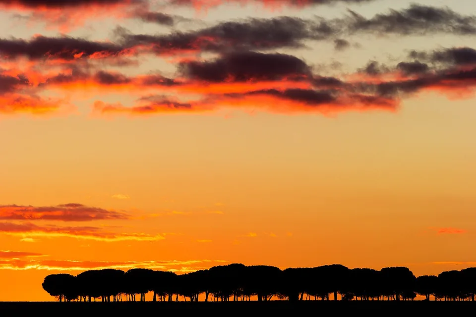 Silueta de una hilera de pinos piñoneros contra un cielo naranja al atardecer, paisaje para viajar despacio y recuperar el tiempo