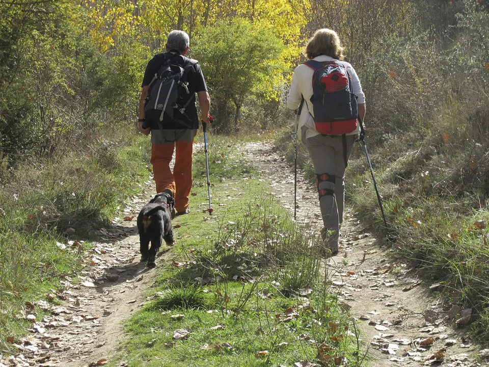 Dos senderistas con bastones y un perro recorren un sendero entre chopos amarillos en otoño, ejemplo de turismo lento